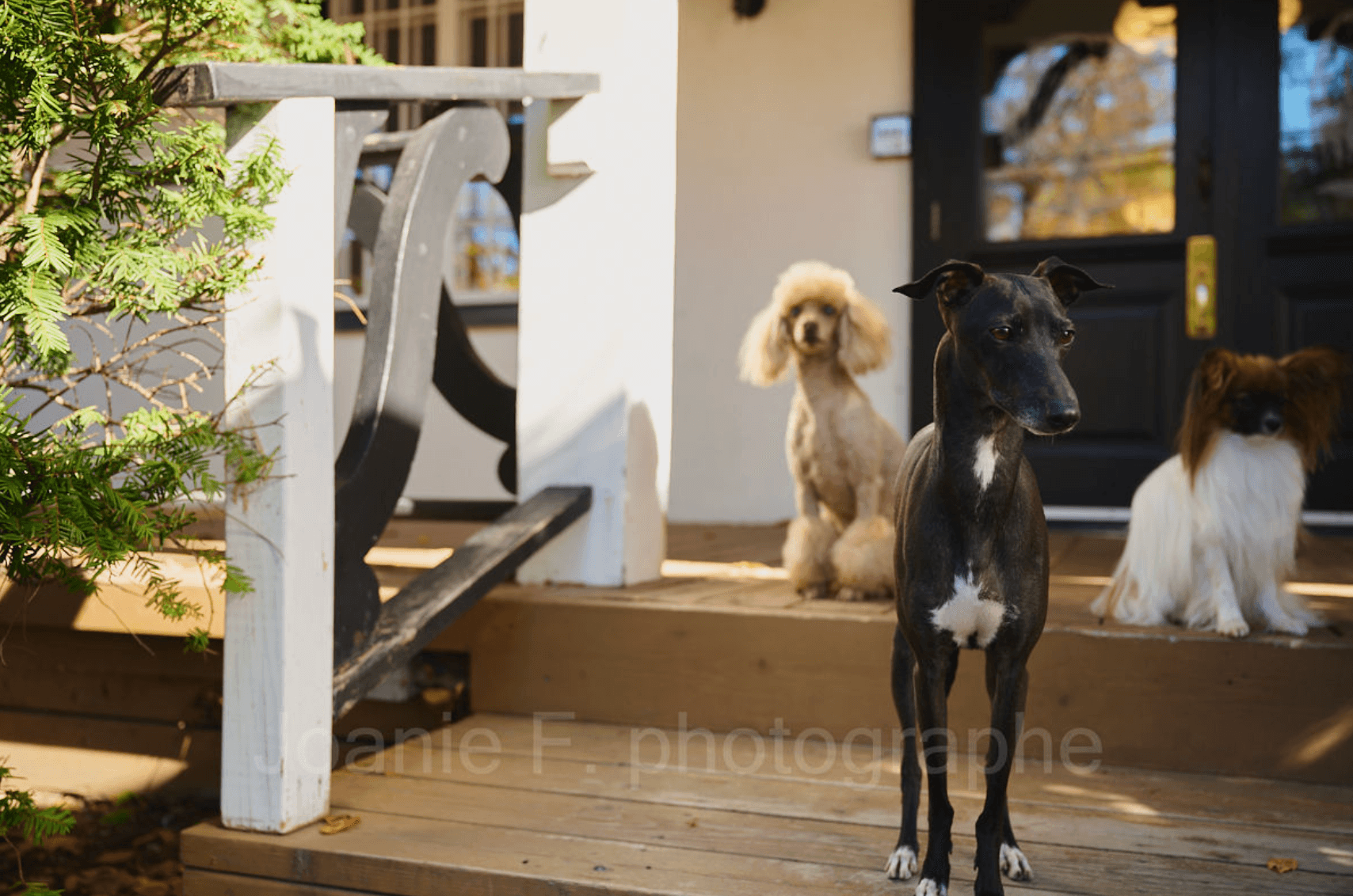 Happy dog with personalized meal