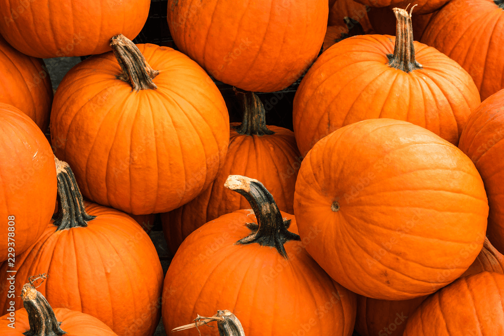 Freshly prepared dog food ingredients