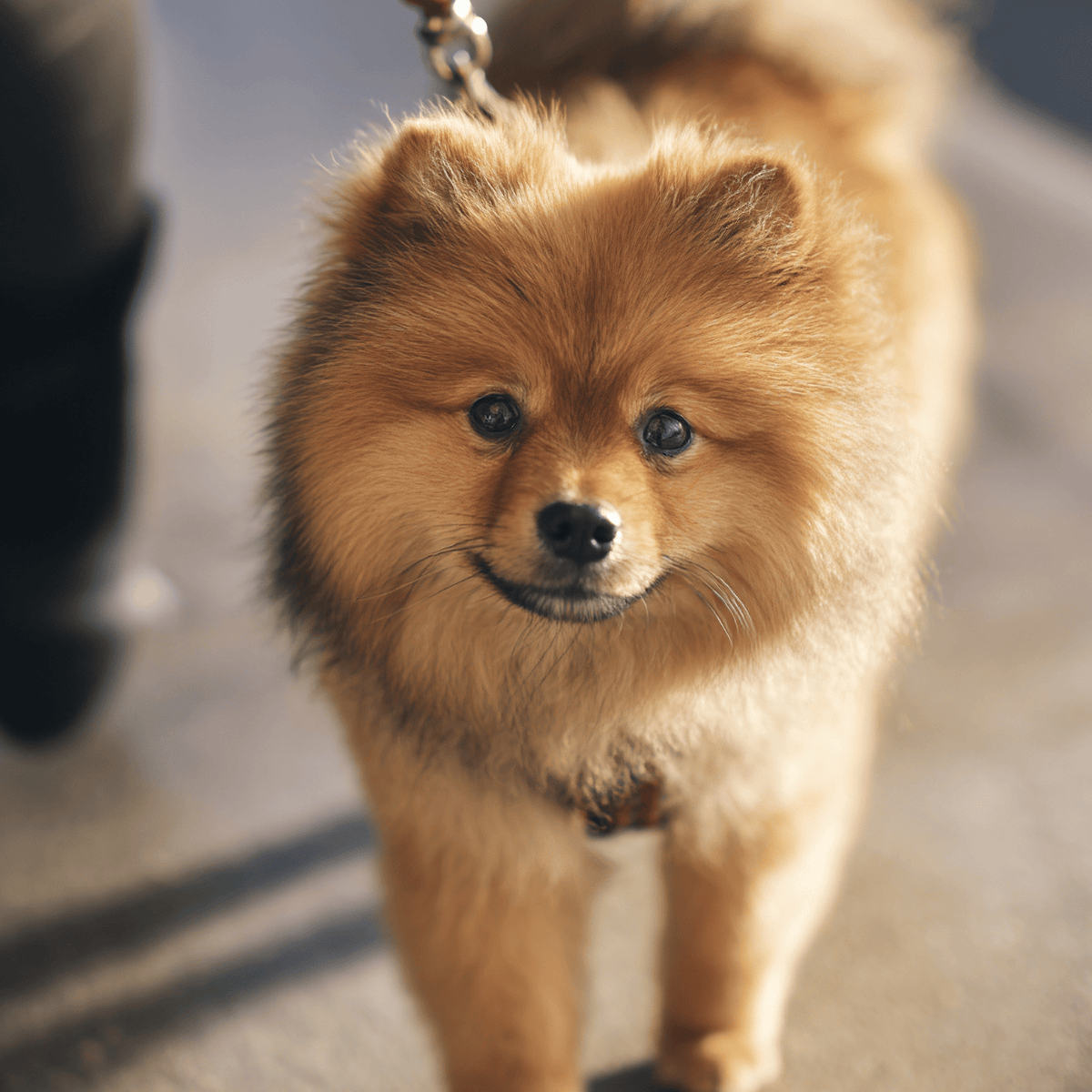 A fluffy Pomeranian on a leash stands on pavement, looking up toward the camera in warm sunlight.
