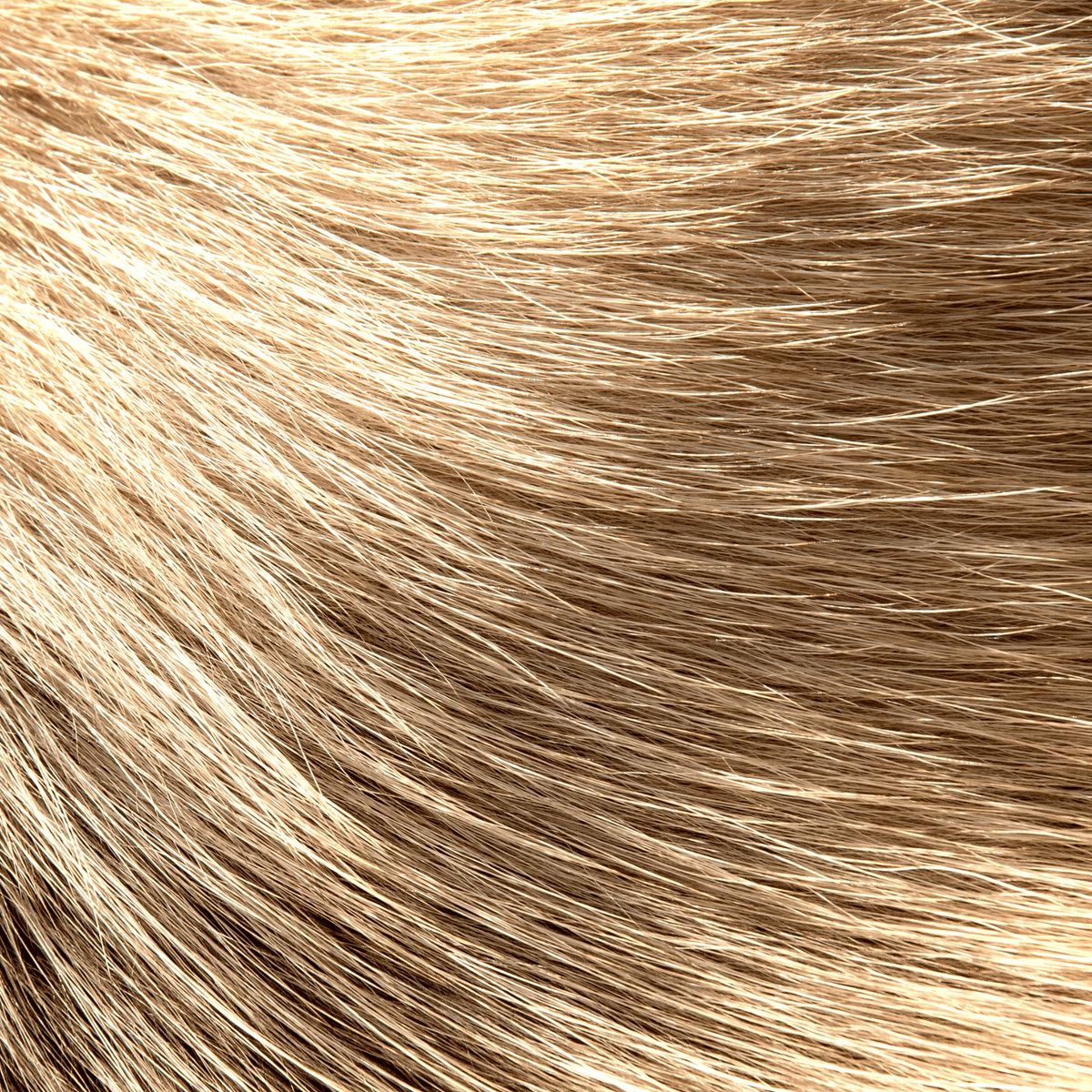 Close-up of light blonde to golden-brown fur, showing individual strands flowing diagonally with a soft, glossy sheen.