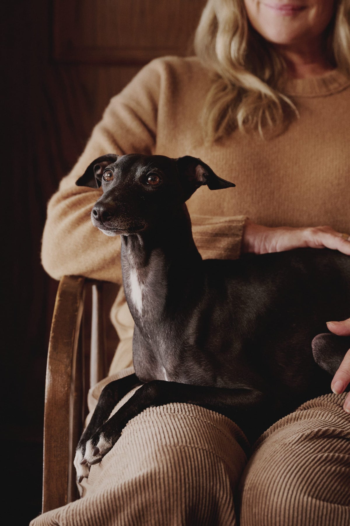 Black Italian Greyhound sitting calmly on the lap of a seated owner in a warm, softly lit room