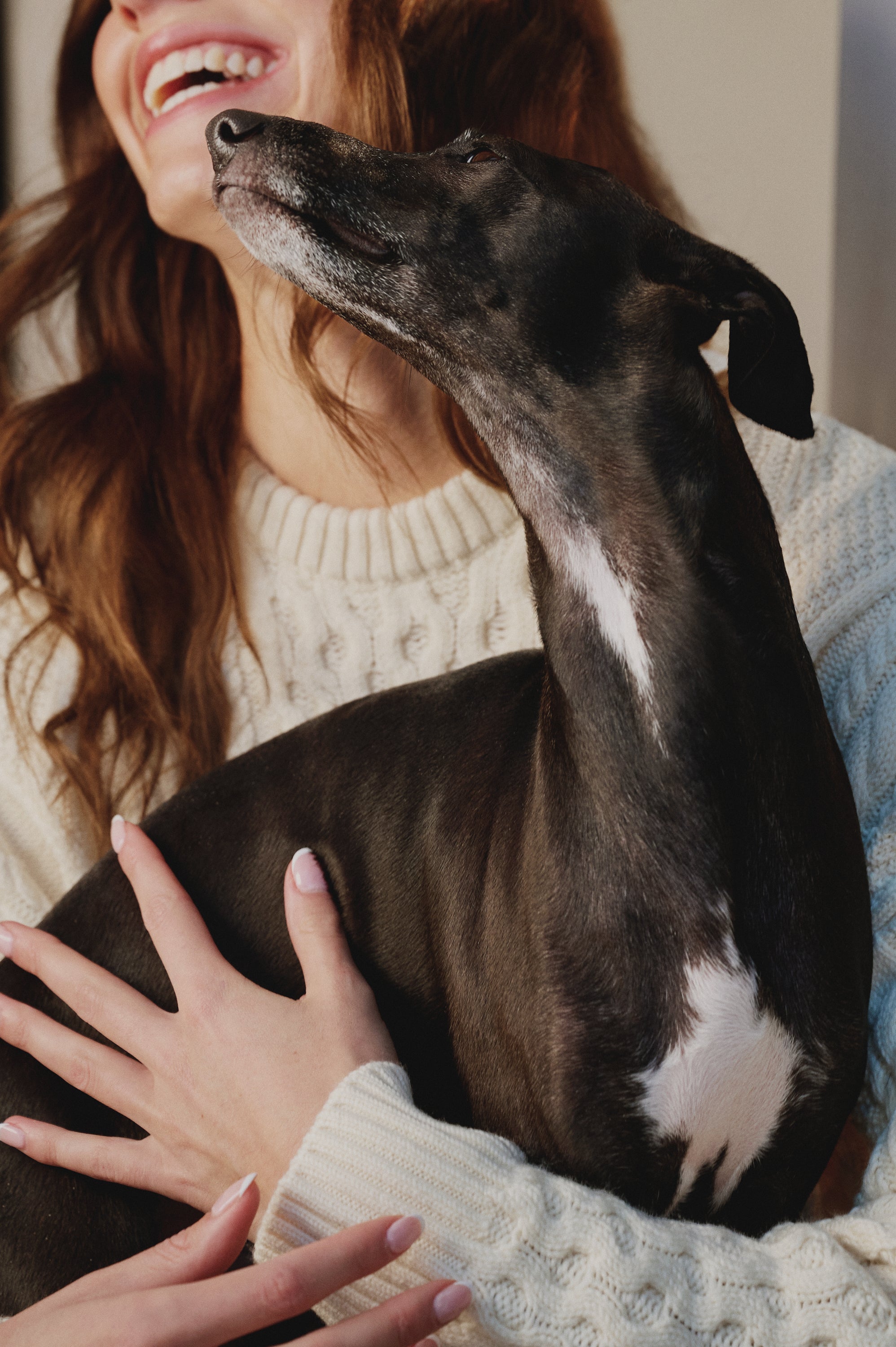 Smiling woman in a cream cable knit sweater holding a black and white Italian Greyhound that is looking up toward her face