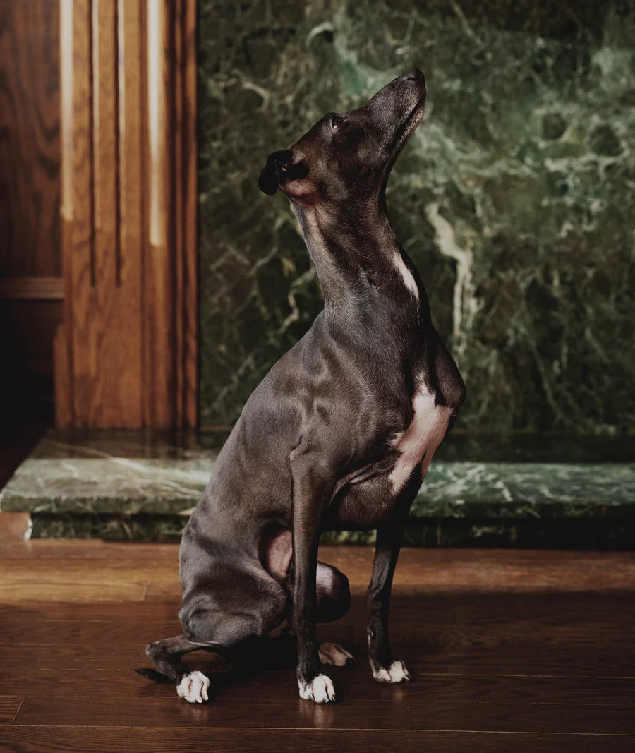 Italian Greyhound sitting alert indoors, supported by clinical-grade nutrition for skin and coat health, digestive stability, and sustained energy