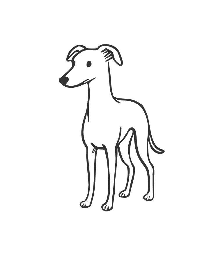 Black and white line drawing of a whippet on a white background