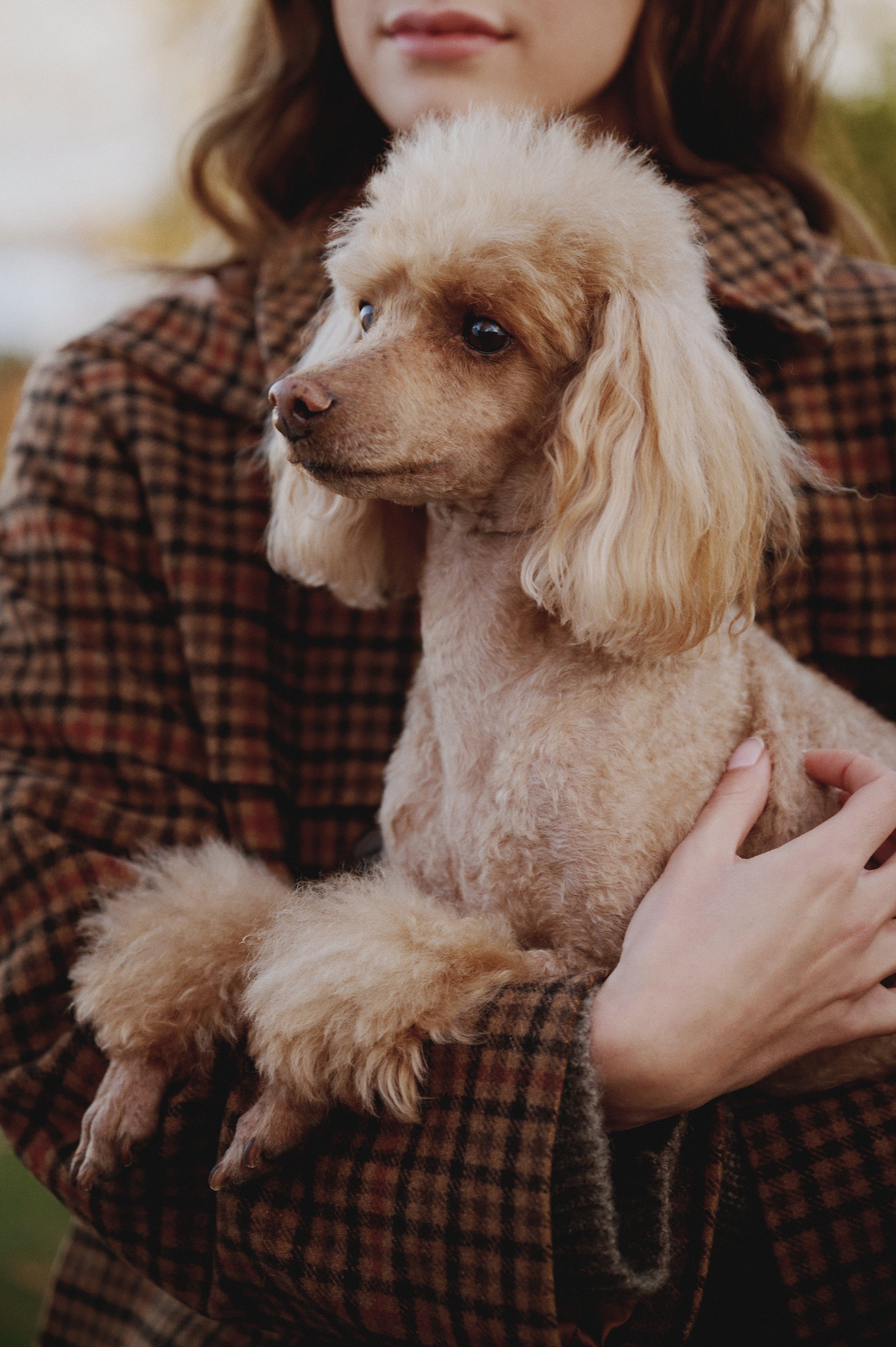 Woman in a plaid coat cradling a cream miniature poodle close to her chest outdoors, with the dog looking to the side
