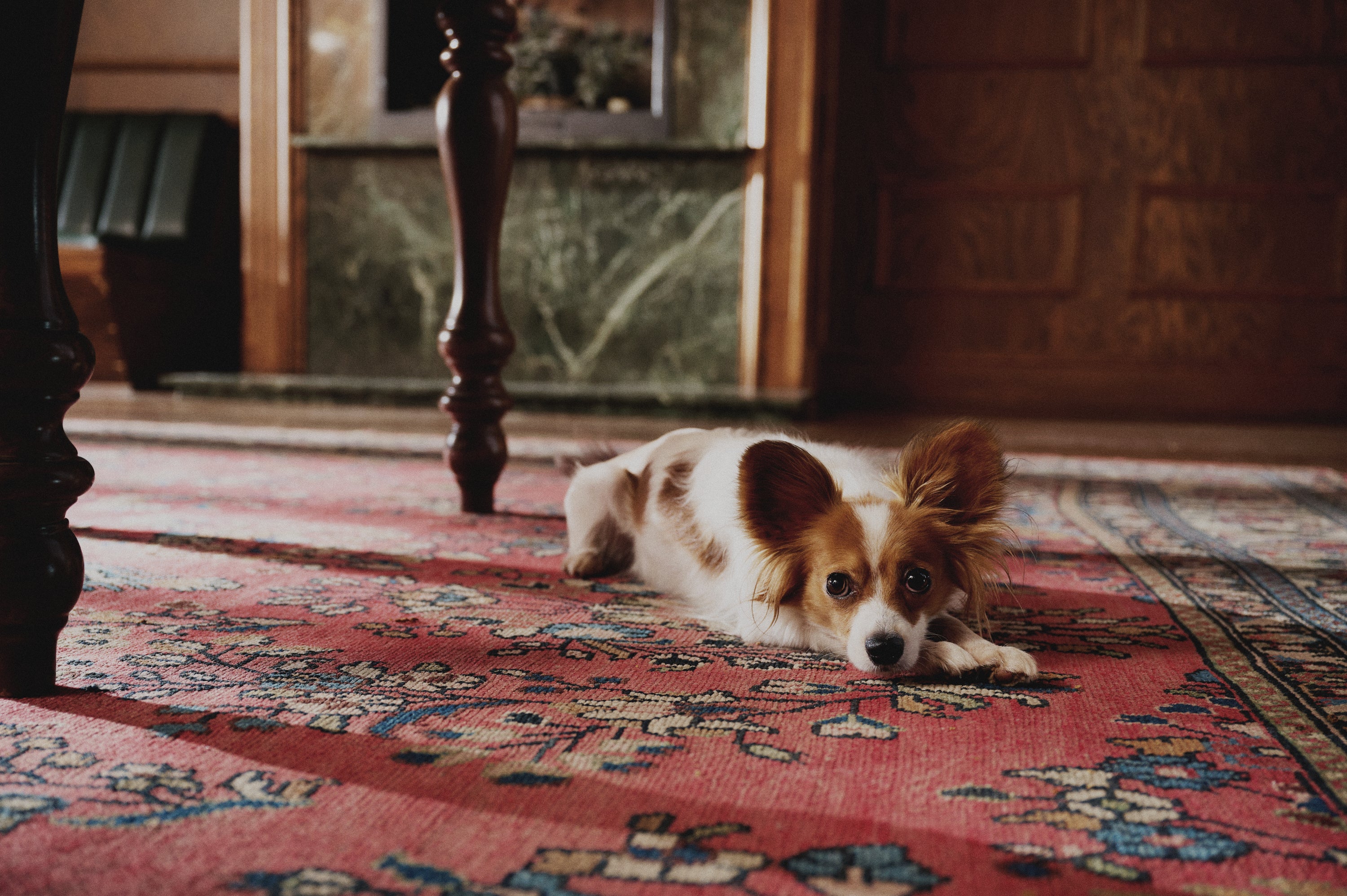 Papillon dog lying relaxed on a red patterned rug indoors, with large butterfly ears and brown and white coat