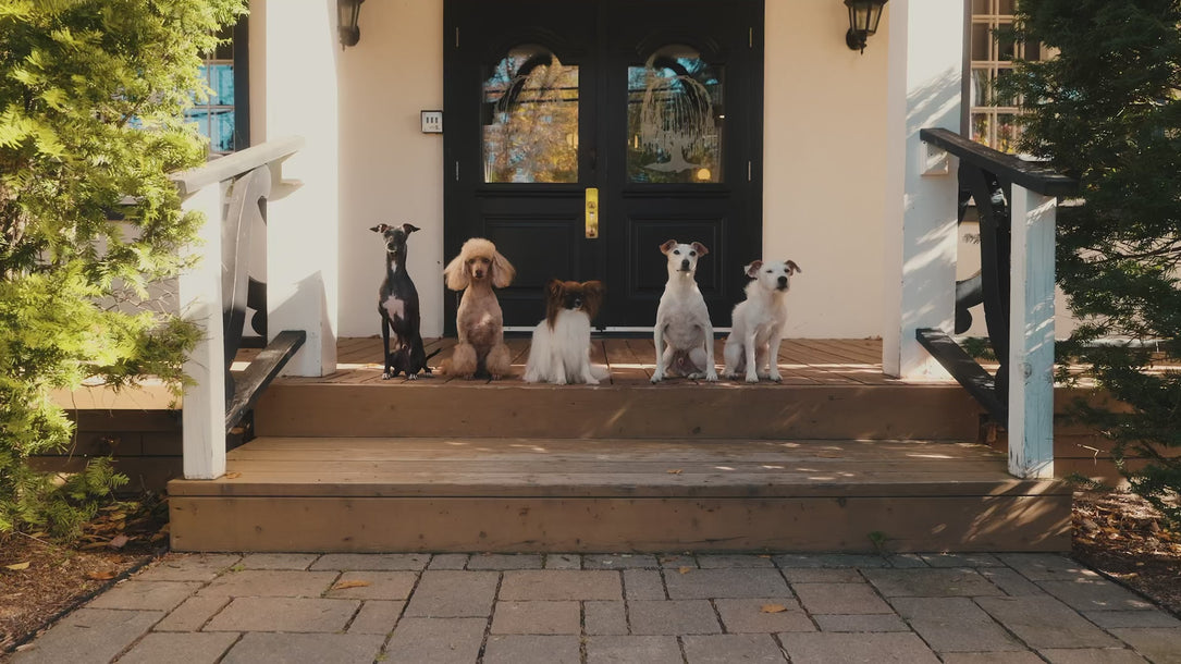 Frame 1: Five small dogs sitting together on a sunny front porch
Frame 2: Papillon being cradled in an owner's arms
Frame 3: Italian Greyhound eating from a bowl held by an owner indoors
Frame 4: Small dog trotting across a lawn beside an owner in autumn
Frame 5: Woman smiling down at a black Italian Greyhound
Frame 6: Woman nuzzling a Papillon outdoors in autumn
Frame 7: Owner walking three small dogs on leashes across a lawn
Frame 8: Man sitting outdoors smiling down at a black Italian Greyhound