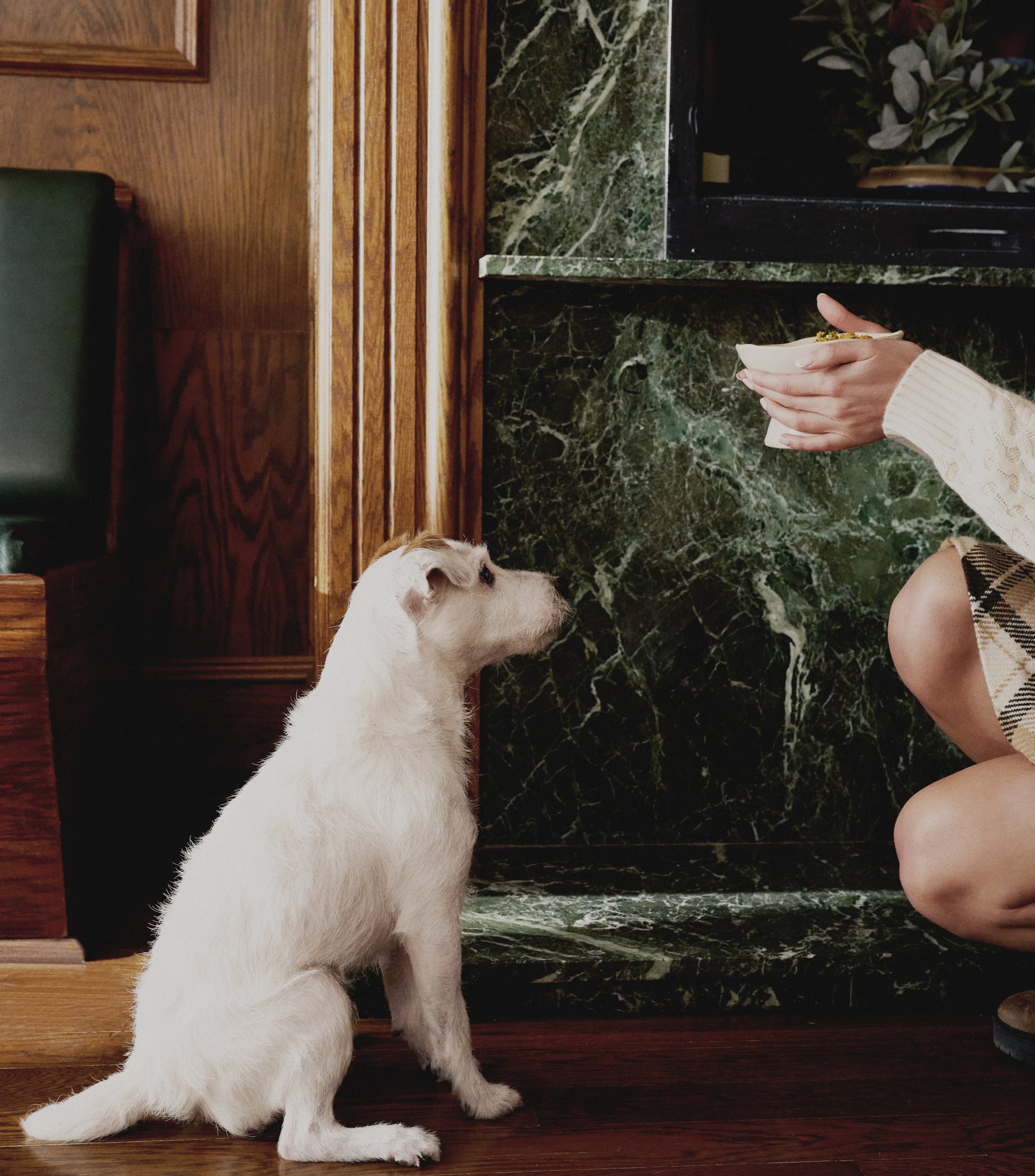 Small white dog sitting attentively indoors while an owner offers a bowl of food, capturing a mealtime moment with a small breed dog